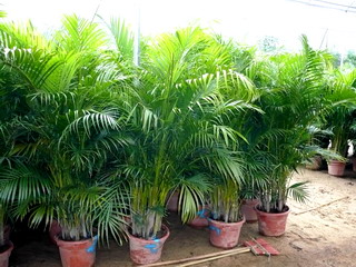 Areca Palm